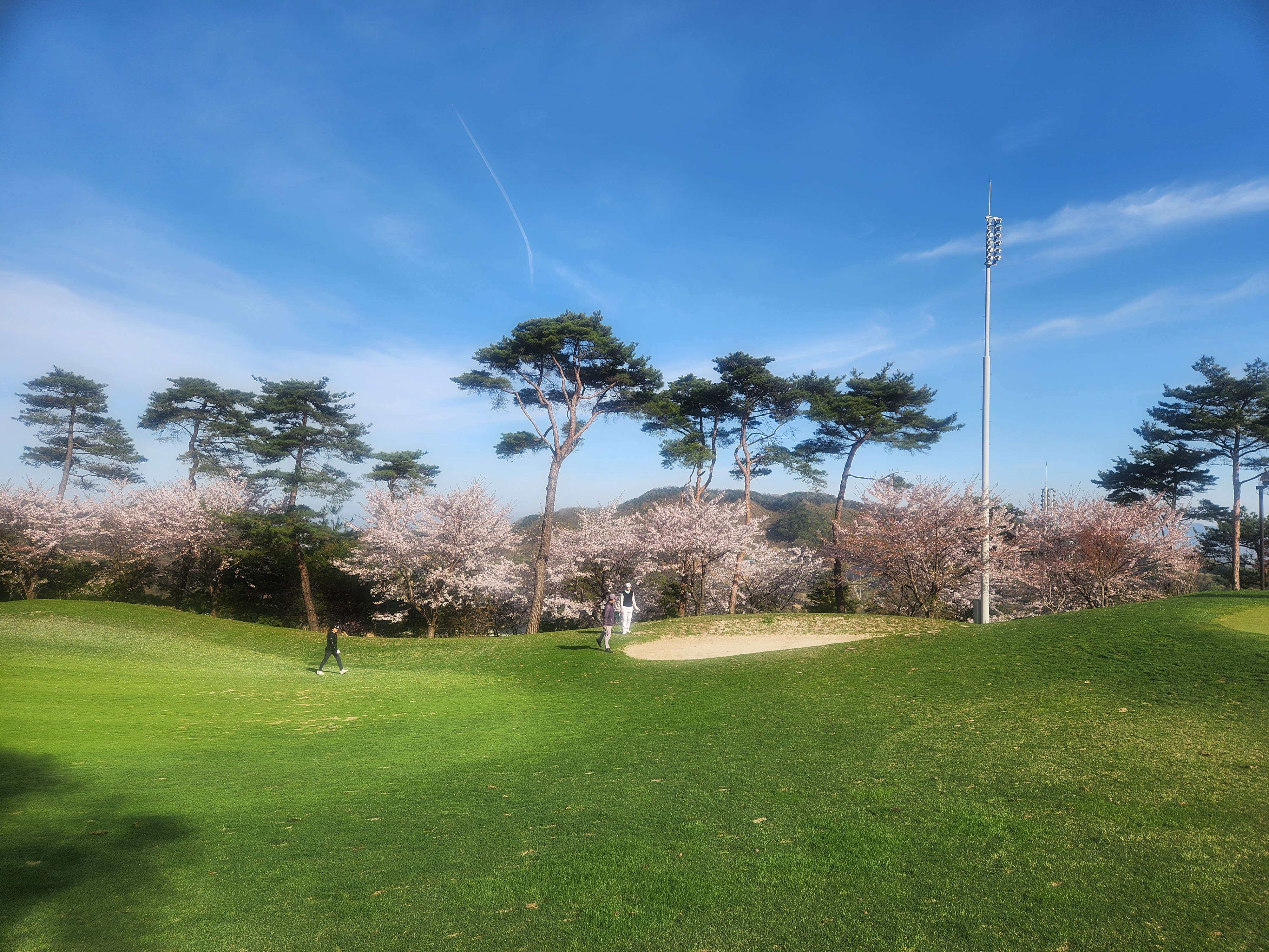 벚꽃이 만개한 봄 코스 전경