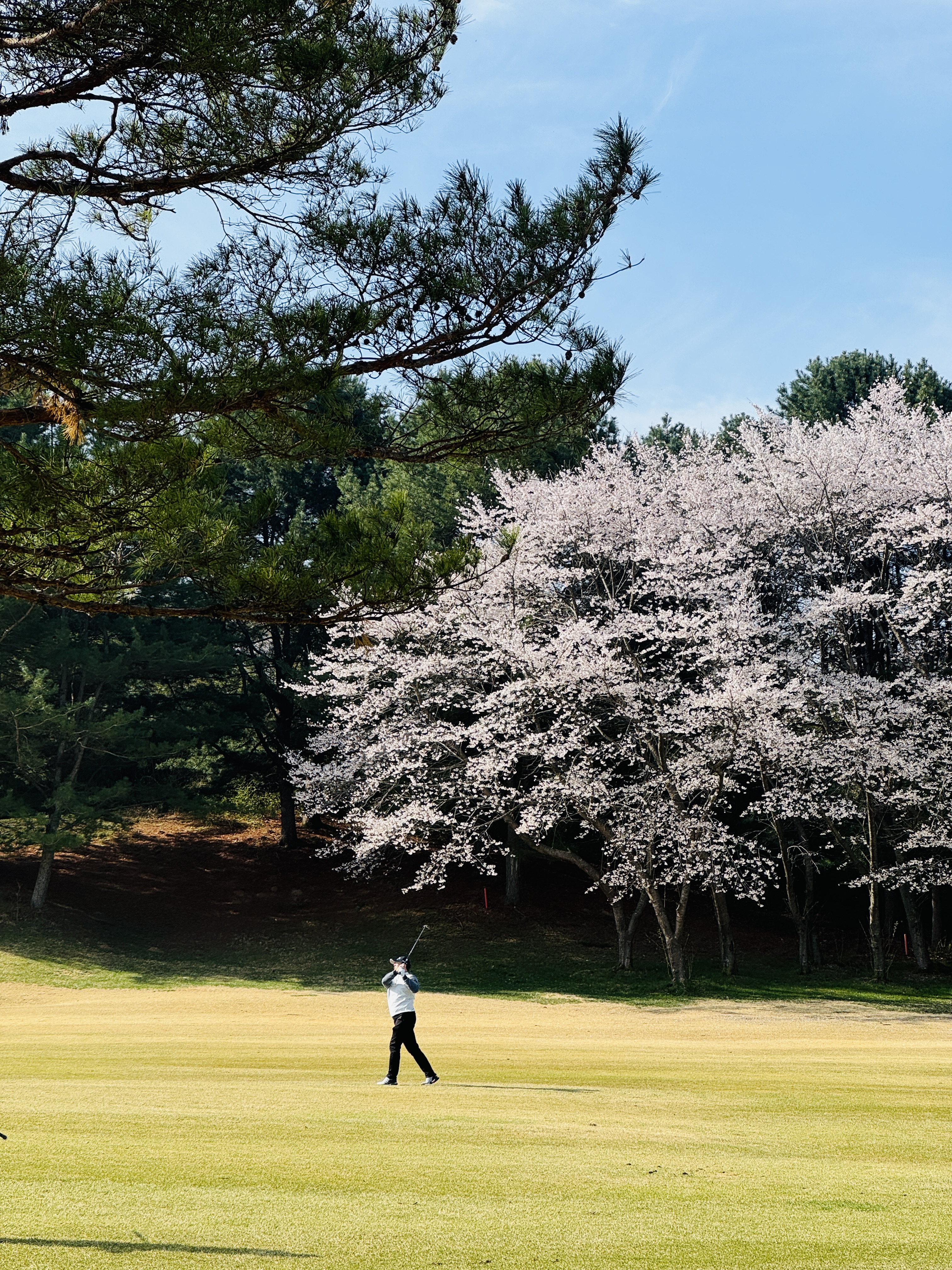 벚꽃 아래에서의 티샷